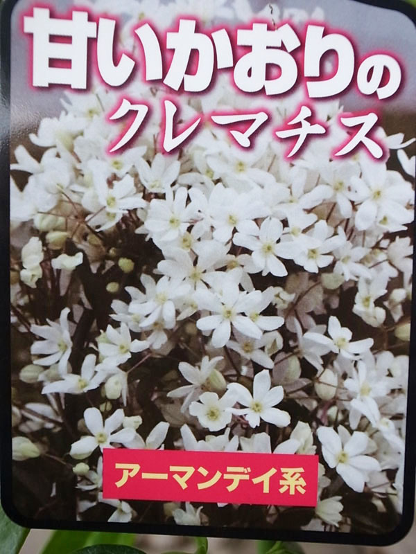 楽天市場 甘い香りのクレマチス アーマンディ系 大苗 2年生 耐寒性つる性宿根草 母の日 花 ガーデニング岐阜緑園