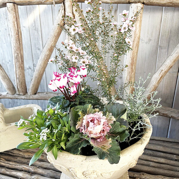 楽天市場】お正月 寄せ植え 5株セット 送料無料 ピンクギョリュウバイ