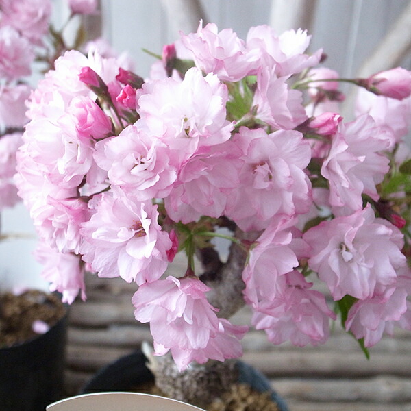 楽天市場】苗：さつき根上がり（桜祝） : 遊恵盆栽 楽天市場店