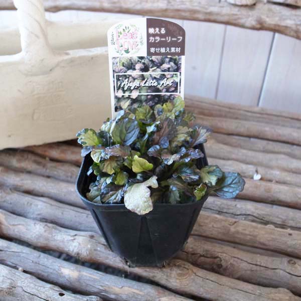 楽天市場 アジュガ ラテアート 大苗 レア品種 珍しい 耐寒性多年草 カラーリーフ 母の日 花 ガーデニング岐阜緑園