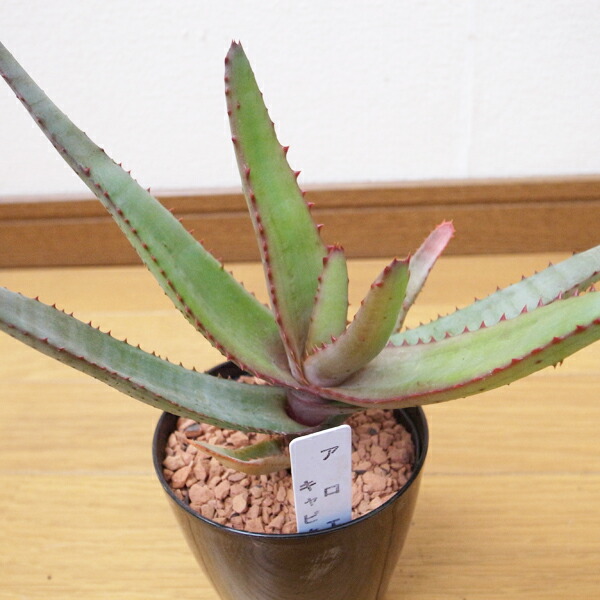 楽天市場 アロエ キャピタータ 3号サイズ 鉢植え 多肉植物 葉型が面白いレア品種 タニクショクブツ 母の日 花 ガーデニング岐阜緑園
