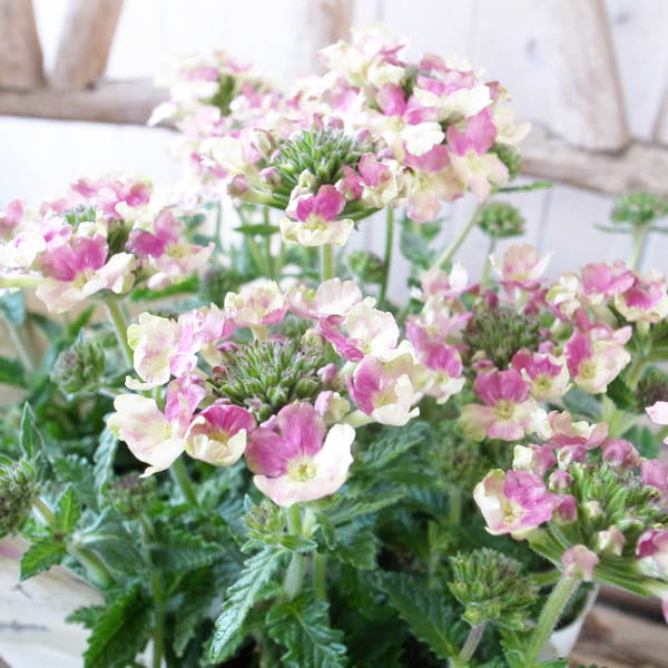 楽天市場 宿根バーベナ ラナイ 苗 ヴィンテージウォッカ 美女桜 花芽付 今までにない花色が魅力 アンティーク 母の日 花 ガーデニング岐阜緑園