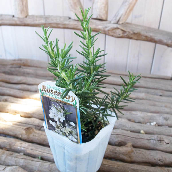 楽天市場 ローズマリー 苗 アルバ 3号サイズ 常緑樹 ハーブ 苗 立性でローズマリーでは珍しい純白色 ホワイト 母の日 花 ガーデニング岐阜緑園