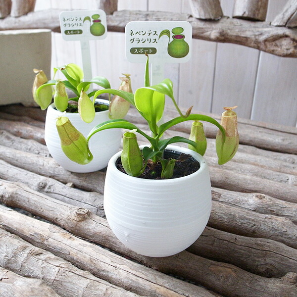 ウツボカズラ（ネペンテス）食虫植物　３種セット 楽天市場】食虫植物 『 ネペンテス （ ウツボカズラ ） 』 3号