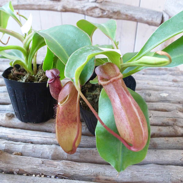 楽天市場 珍しい ネペンテス マラニー 3号サイズ苗 レア品種 食虫植物 母の日 花 ガーデニング岐阜緑園