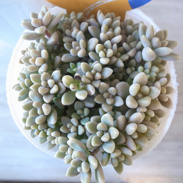 楽天市場】熊童子錦 コグマの手袋 斑入りコチレドン3.5号サイズ