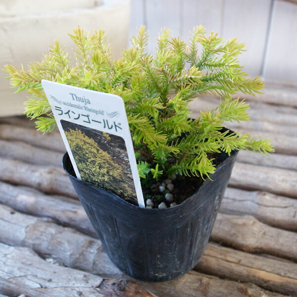 名品イワヒバ（24個まとめて）② 名品イワヒバ（きれいなやつ24個