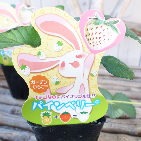 いちご苗紅ほっぺ60個セット　専用出品 いちご苗 紅ほっぺ 60個セット 専用出品、やぁ様 61XK5oMdGHL