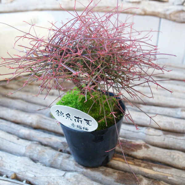 楽天市場 キンシナンテン 錦糸南天 赤縮緬 苗 古典植物 最も小さい葉と軸が特徴で赤の美しい品種 母の日 花 ガーデニング岐阜緑園