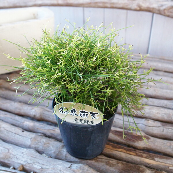 楽天市場 キンシナンテン 錦糸南天 青芽錦系 苗 古典植物 紅葉時期になると黄色と緑のコントラストが美しい品種 母の日 花 ガーデニング岐阜緑園