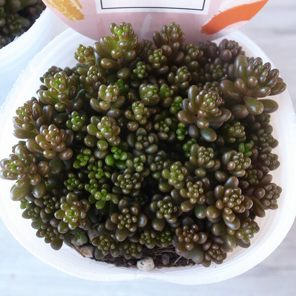 楽天市場】多肉植物 クラッスラ カクレイ 3.5号サイズ タニクショク