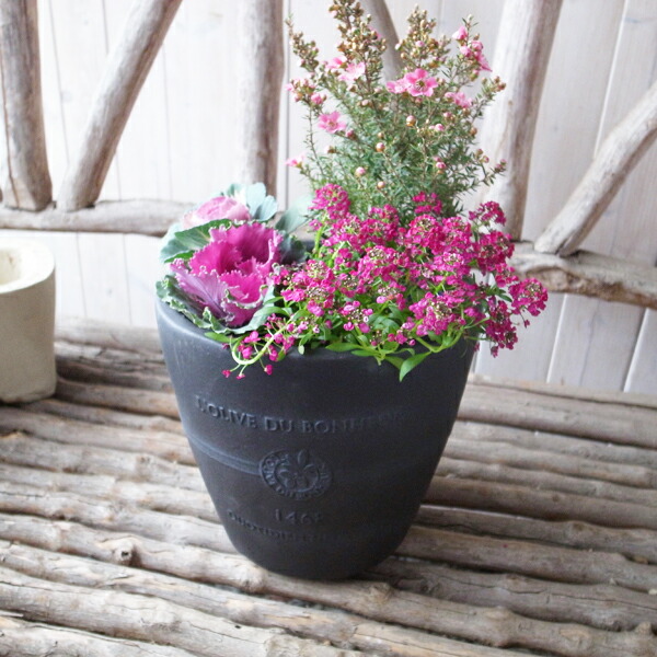 フィカス エラスティカ ティネッケ 高さ140cm フィカス エラスティカ ティネッケ 高さ140cm フィカス