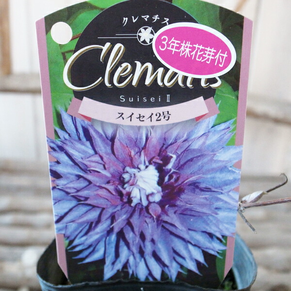 楽天市場 クレマチス スイセイ2号 3 5号サイズ 苗 宿根草 八重咲きの大輪品種で花型が美しい 母の日 花 ガーデニング岐阜緑園