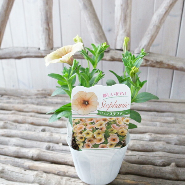 楽天市場 ペチュニア 苗 ステファニー 3 5号サイズ 花苗 優しい花色 花芽付 多年草 ホワイト 白 クリーム イエロー 母の日 花 ガーデニング岐阜緑園