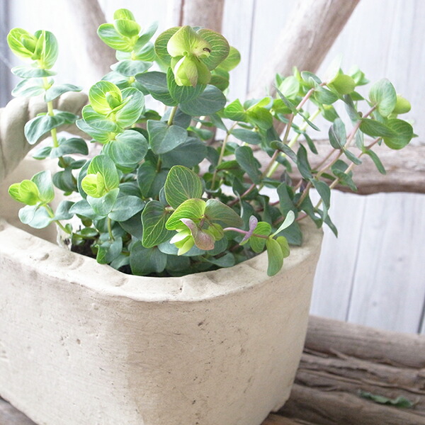 楽天市場 オレガノ ミルフィーユリーフ 3 5号サイズ 苗 高さcmセンチ 多年草 ピンク グリーン 緑 母の日 花 ガーデニング岐阜緑園