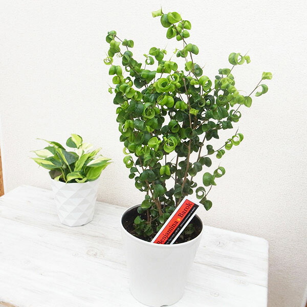 楽天市場】ネムノキ エバーフレッシュ 幹太 4号サイズ 鉢植え 観葉植物