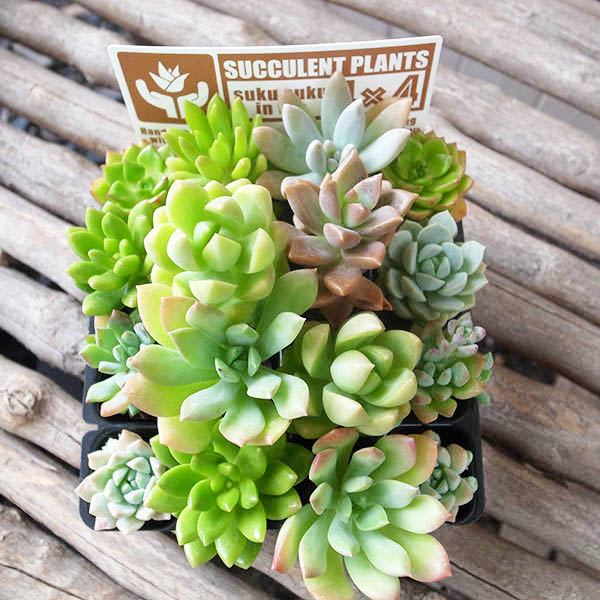 楽天市場】カラフル多肉植物 寄せ植え 2.5号サイズ 苗 タニクショク