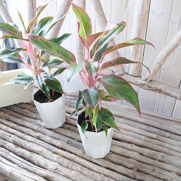 楽天市場 アグラオネマ レッドゴールド 4号サイズ 鉢植え 観葉植物 母の日 花 ガーデニング岐阜緑園