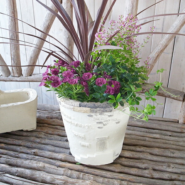 楽天市場】カラフル多肉植物 寄せ植え 2.5号サイズ 苗 タニクショク