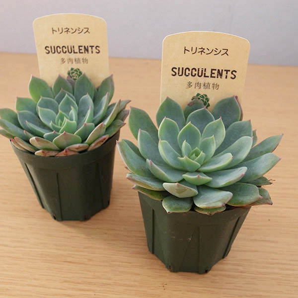 楽天市場 多肉植物 エケベリア トリネンシス 2 5号サイズ 鉢植え タニクショクブツ 母の日 花 ガーデニング岐阜緑園