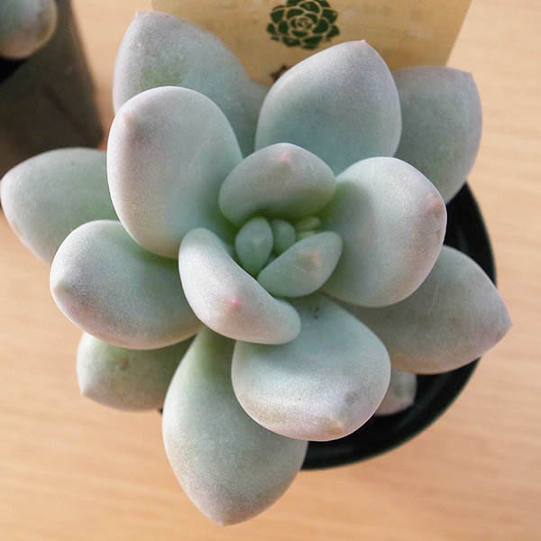 楽天市場 多肉植物 パキフィツム フレーヌ 2 5号サイズ 鉢植え タニクショクブツ 母の日 花 ガーデニング岐阜緑園