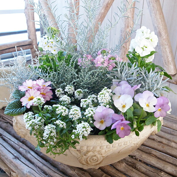 楽天市場 送料無料 選べる シルバーリーフ パステルカラー寄せ植えセット レッドリーフ寄せ植えセット イエローリーフ寄せ植えセット 寄植え 花苗 販売 通販 種類 母の日 花 ガーデニング岐阜緑園