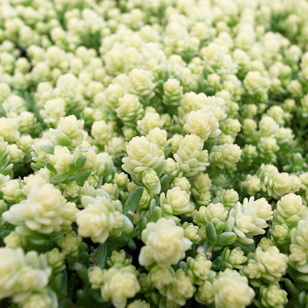 楽天市場】レア品種 アエオニウム 白鳳錦 ハクホウニシキ 3号サイズ