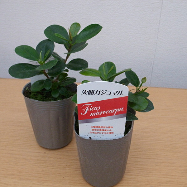 楽天市場 尖閣 センカク ガジュマル 3号サイズ 苗 希少品種 観葉植物 母の日 花 ガーデニング岐阜緑園