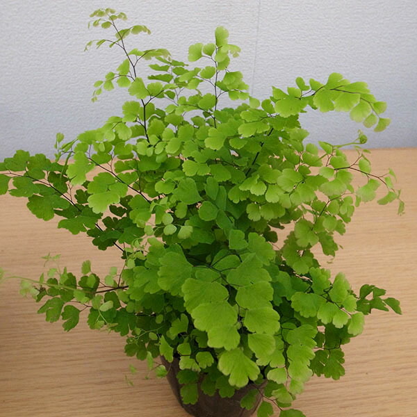 楽天市場 アジアンタム 3号サイズ 苗 観葉植物 室内の明るい場所での管理がお勧め 母の日 花 ガーデニング岐阜緑園