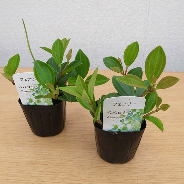 楽天市場 ペペロミア フェアリー 3号サイズ 苗 観葉植物 室内で一年中楽しめます 母の日 花 ガーデニング岐阜緑園