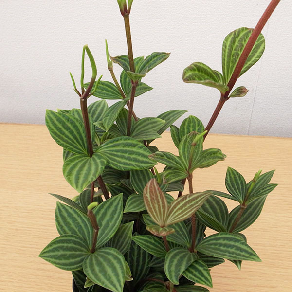 楽天市場 ペペロミア フェアリー 4号サイズ 鉢植え 観葉植物 母の日 花 ガーデニング岐阜緑園