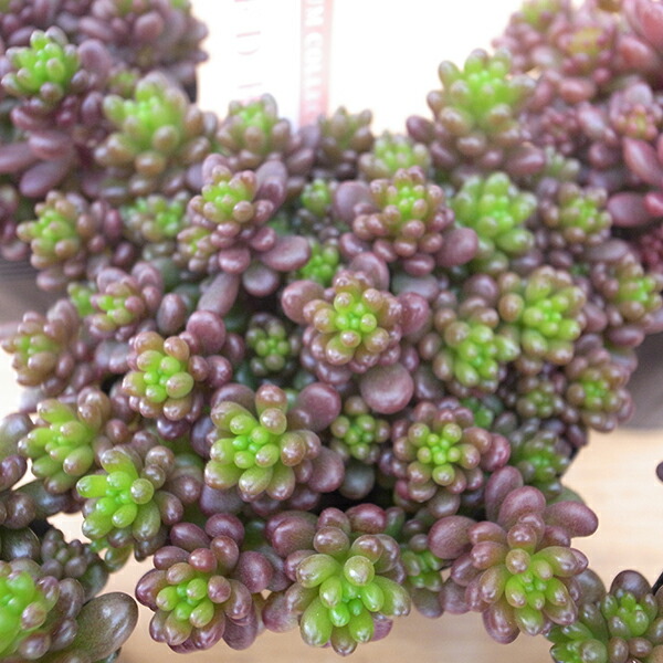 楽天市場】多肉植物 エケベリア 桃太郎 タニクショクブツ エケベリア