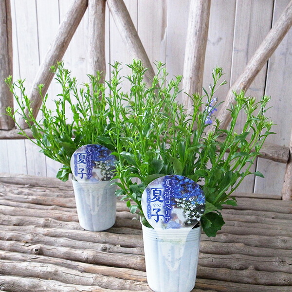 楽天市場 宿根ロベリア 夏子 スウィートブルー ピュアホワイト 3号サイズ 苗 二色植え 宿根草 母の日 花 ガーデニング岐阜緑園