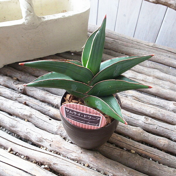 レア サンセベリア サムライドワーフ 3 5ナンバーパターン野晒 稀有 観葉草木 サンスベリア 物量さcm多情多感 Hotjobsafrica Org