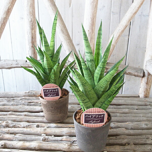 レア レア サンセベリア ハイブリッド 3 5号デザイン鉢 珍しい 観葉植物 サンスベリア 高さcmセンチ Letempslev K7a Com