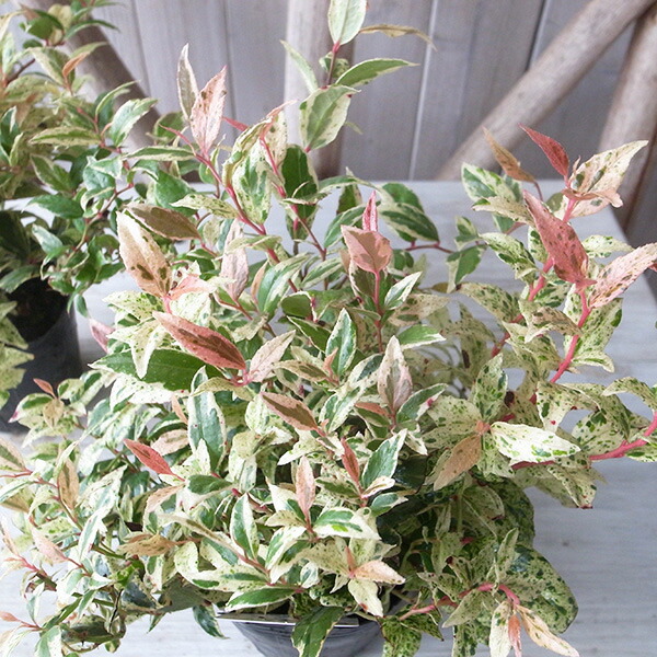 楽天市場】ユッカ ロストラータ 7号サイズ 鉢植え 現品 レアな希少種