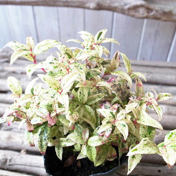 楽天市場】ユッカ ロストラータ 7号サイズ 鉢植え 現品 レアな希少種