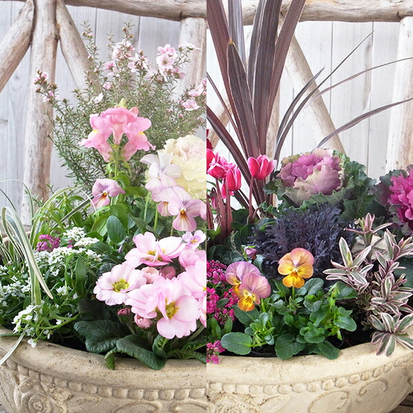 ☆sweetbasket☆季節のお花☆葉牡丹とシクラメンの寄せ植え☆ ☆sweetbasket☆季節のお花☆葉牡丹とシクラメンの寄せ植え☆