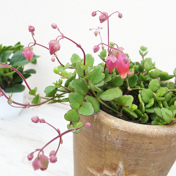 楽天市場】レア品種 アエオニウム 白鳳錦 ハクホウニシキ 3号サイズ