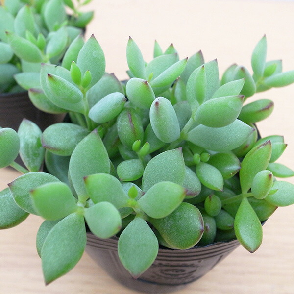 アルブム　ヒレブランディ セダム ヒレブランディ 【多肉植物 2.5号／1個～】｜ 【植物の