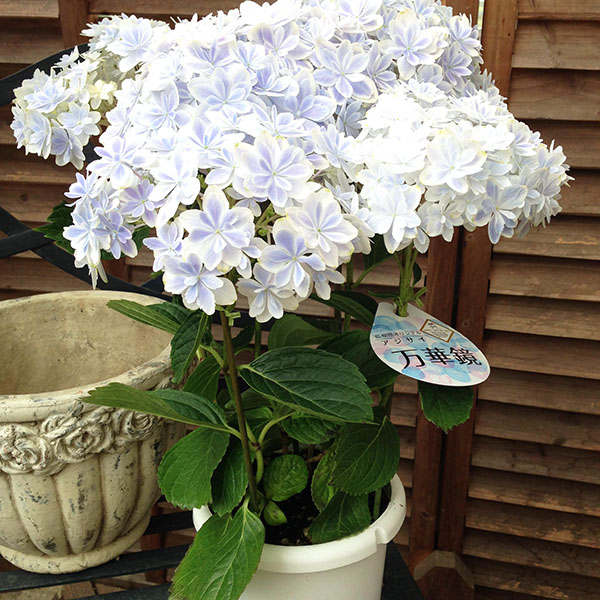 特別割引 母の日ギフト アジサイ 万華鏡 ブルー 5号サイズ 鉢花 鉢植え 高さ40センチ程のボリューム満点 春夏新作