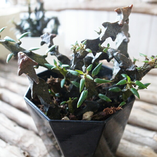 楽天市場】ユッカ ロストラータ 苗 レアな希少種 珍しい ビックベンド