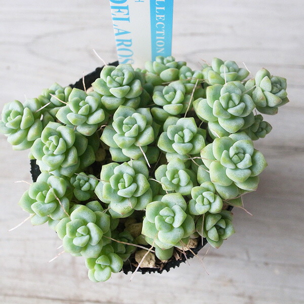 楽天市場】リプサリス カスッサ 3.5号サイズ 吊り鉢 サボテンの