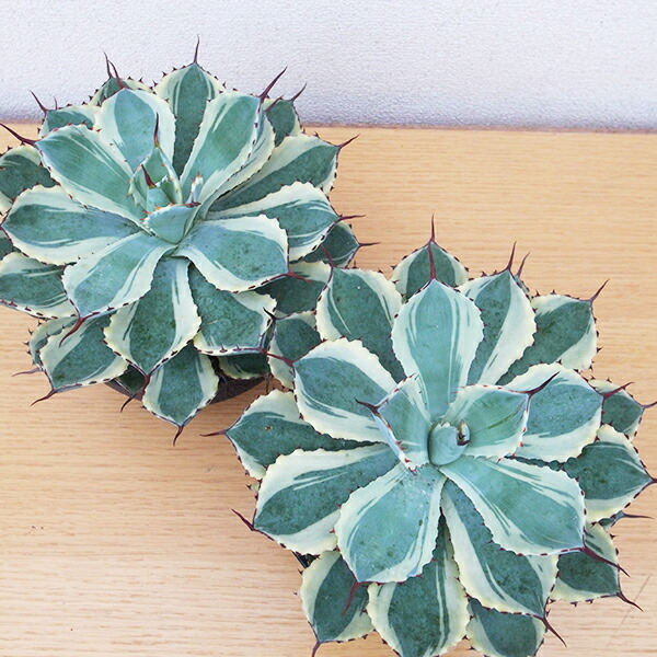 雷神の花 アガベ ポタトラム 多肉植物 植物図鑑】アガベ・ポタトラム (Agave potatorum) - 雷神とは