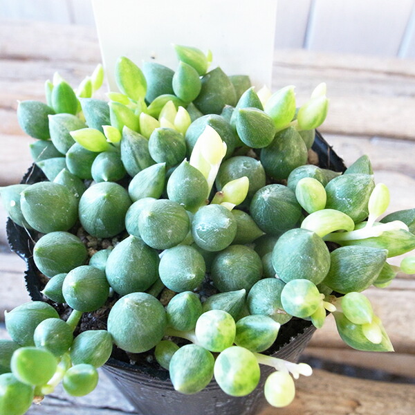 楽天市場】センペルビウム ノーアイディ 2.5号苗 高山性多肉植物 : 母