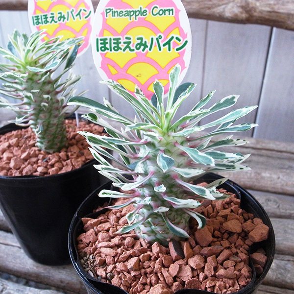 33#多肉植物アエオニウム錦❤️ シャネル❤️7頭 18cm拨き苗 楽天市場】レア品種 アエオニウム シャネル錦 3号サイズ POT苗