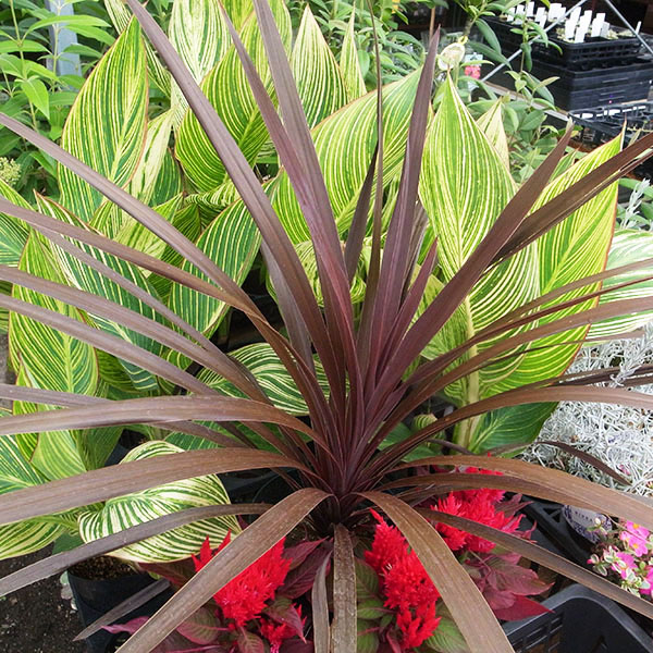 ドラセナキウイ　苗　リュウゼツラン 科　観葉植物　コルジリネ　コルディリネ 楽天市場】PLANCHU 観葉植物 コルディリネ キウイ 5号ロング鉢