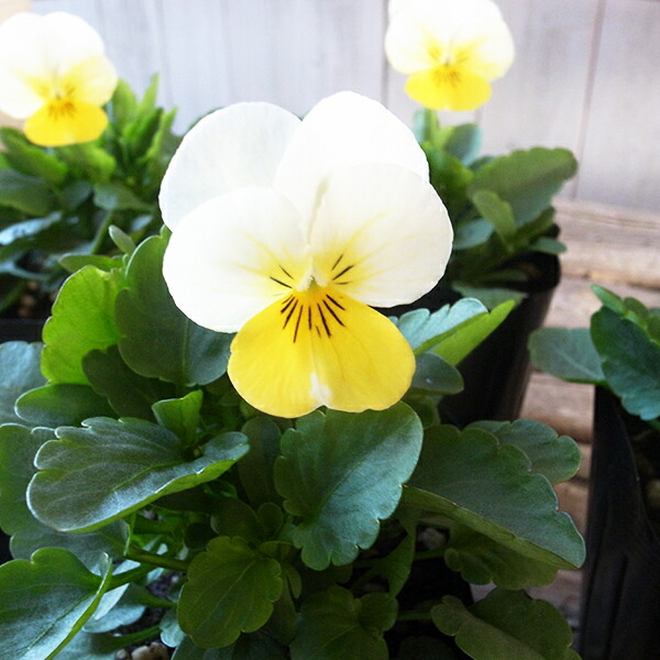 びおら様ご依頼品 計9苗 びおら様ご依頼品 計9苗 - メルカリ