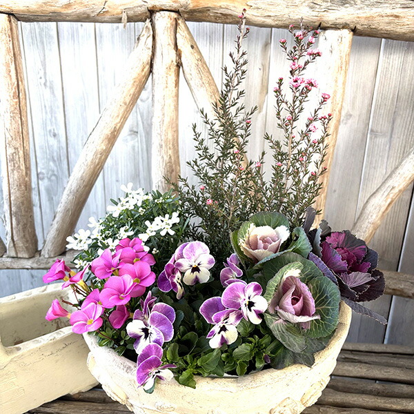 楽天市場】ミニ寄せ植えハボタン ロマンブーケ 2.5号 2株セット