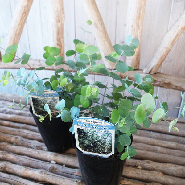 楽天市場】ユーカリ G シルバードロップ 3.5号サイズ 苗 : 母の日 花